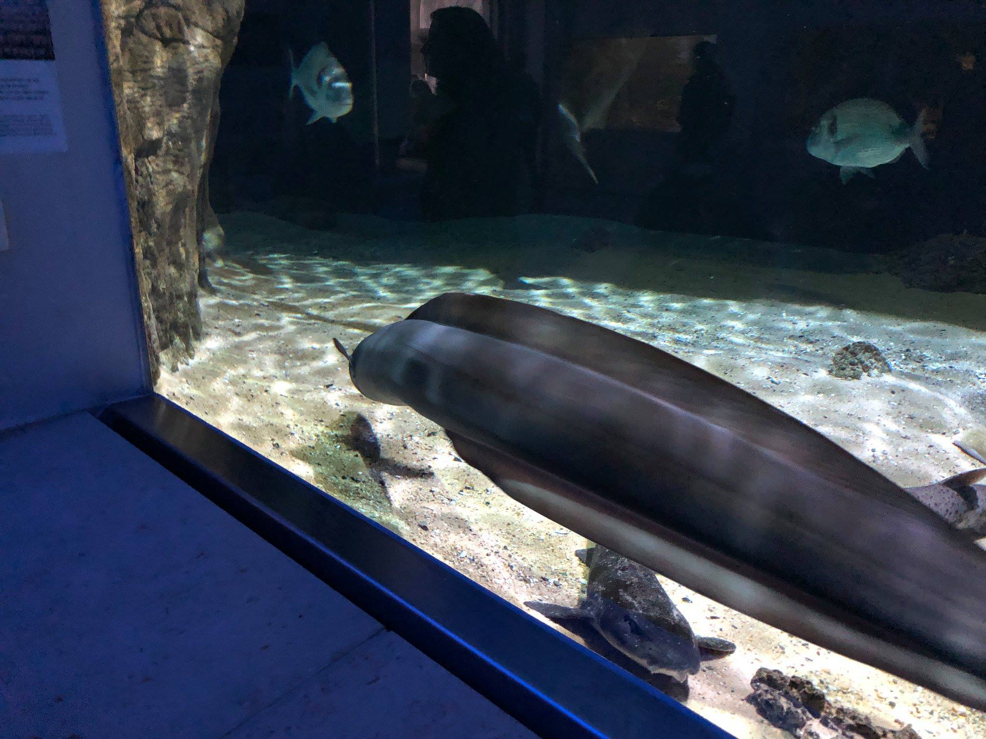 Sint-Martinus den XIIde - Zoo Antwerpen Kapoenen